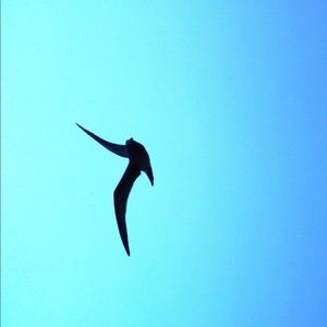 Meet your Posher, Javier